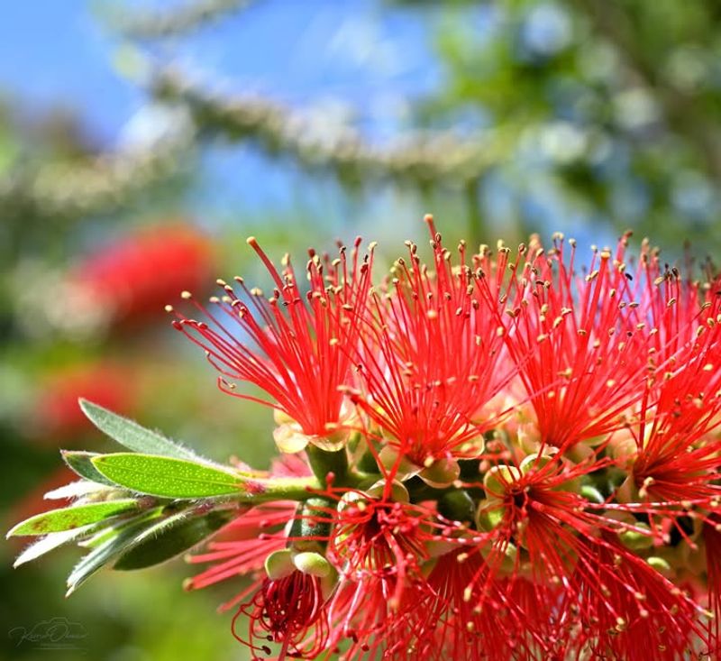 Bottlebrush
