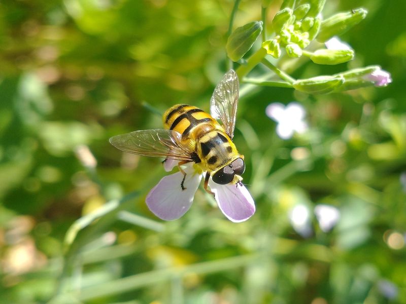 Hover Flies Bring Pollination And Pest Control