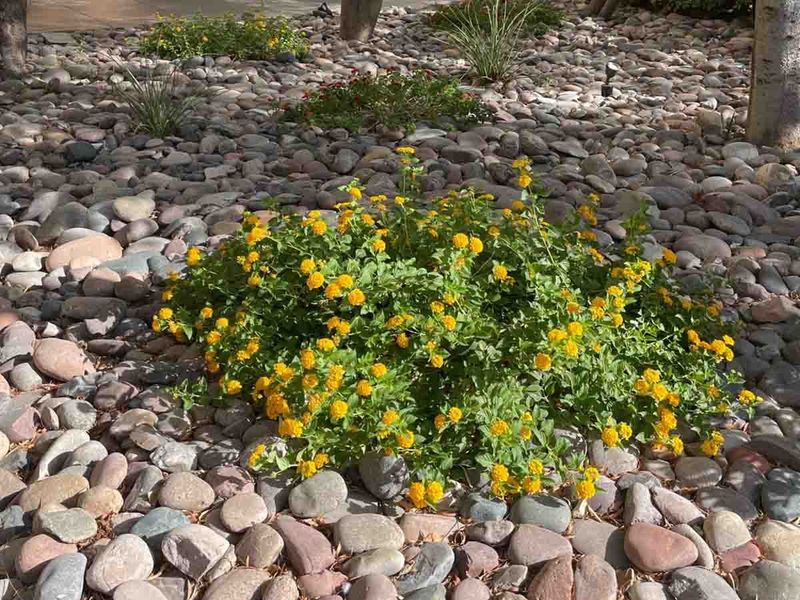 A More Earth-Friendly Option For Decorative Ground Cover