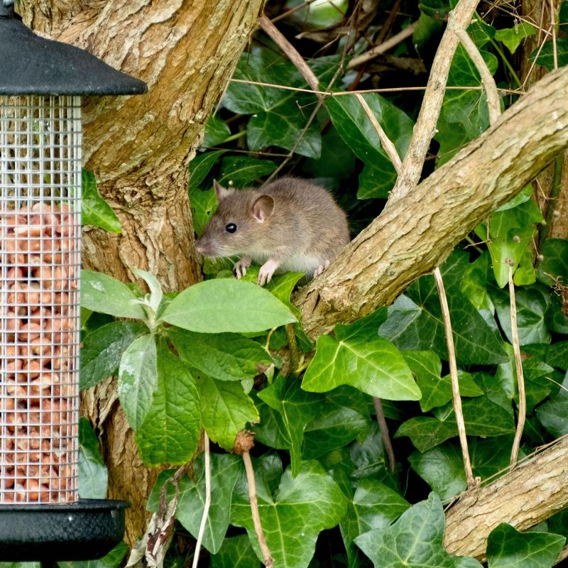 Poor Feeder Maintenance Allows Food To Build Up