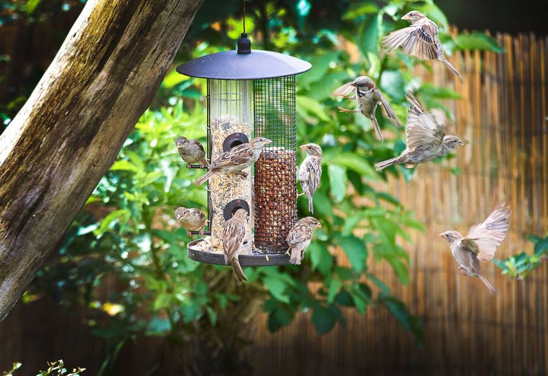 Feeders Near Cover Create Safe Access For Wildlife