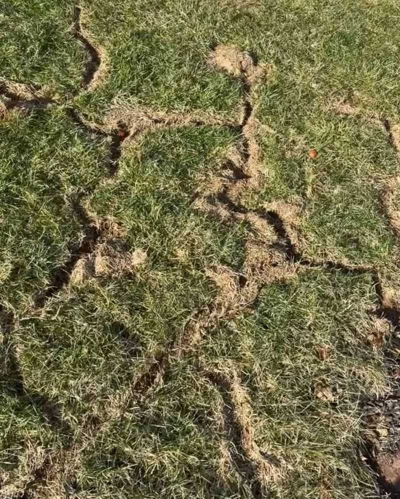 Soil Thawing Reveals Hidden Winter Damage