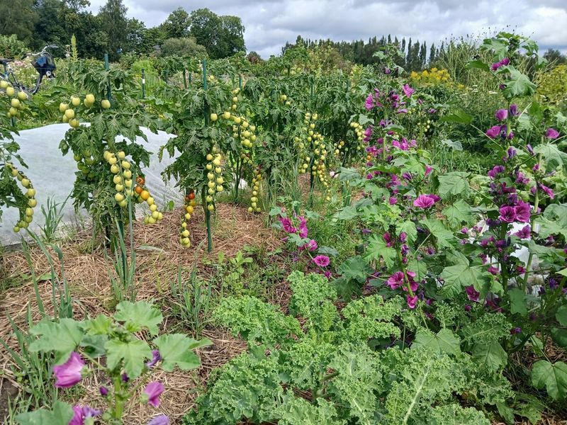Keep Short Crops On The South Side For Maximum Light