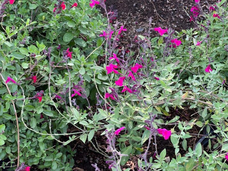 Consistent Bloom Cycles Keep Pollinators Coming Back