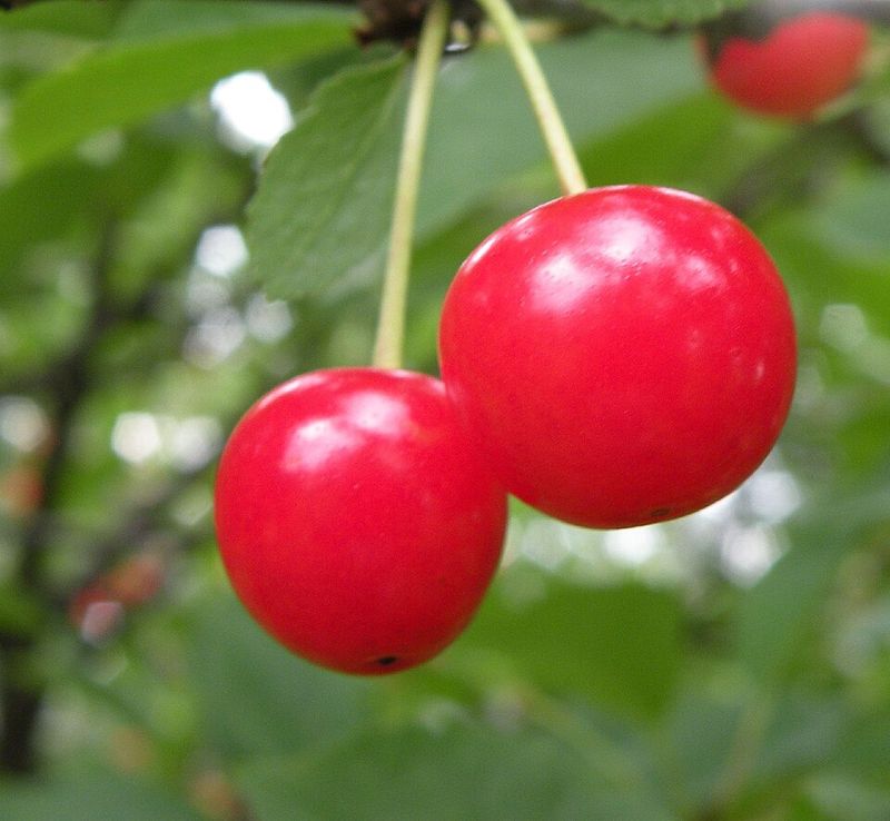 Choose A Michigan Friendly Cherry Tree First