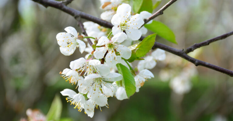 Grow A Cherry Tree In Michigan For Sweet Fruit And Beautiful Blooms Every Year