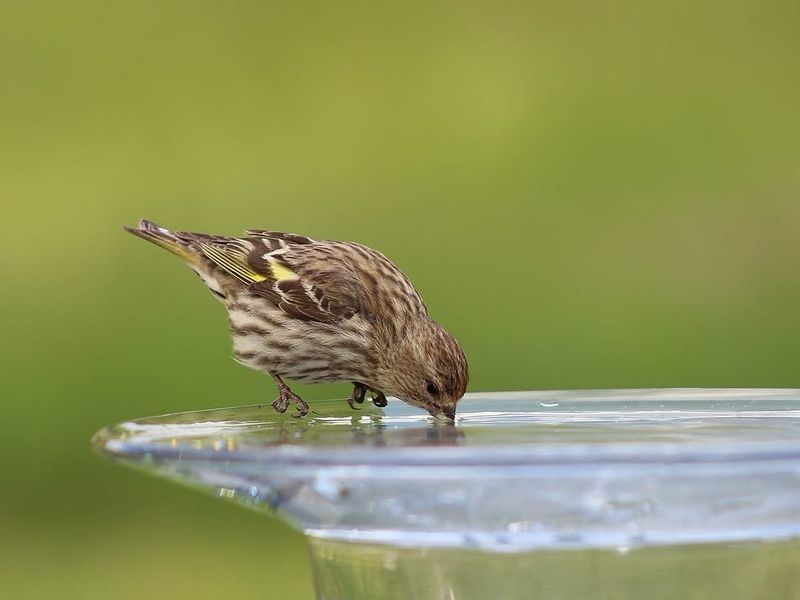 Add Clean, Reliable Water Without Creating Mosquito Trouble