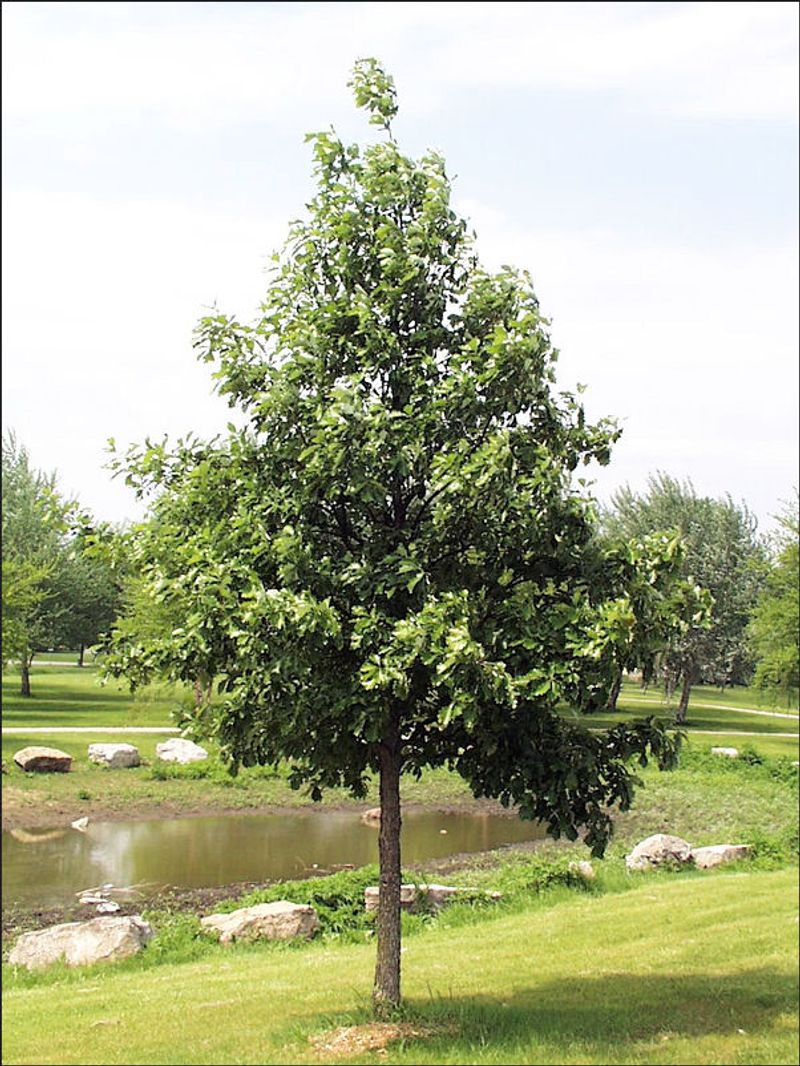 Use Swamp White Oak In Low And Flooded Ground