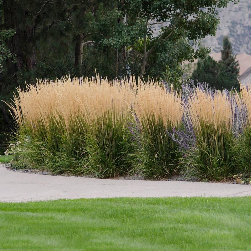 Use Tall Ornamental Grasses For Soft Privacy Barriers
