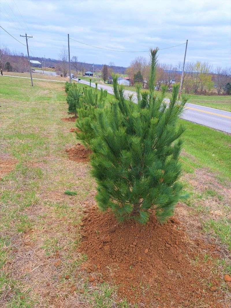 Use Eastern White Pine For Fast Growing Backyard Privacy