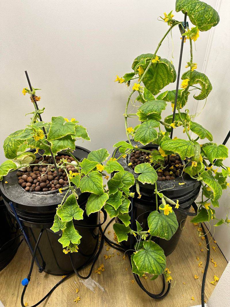 Pick Cool Crunchy Cucumbers Grown Only In Water