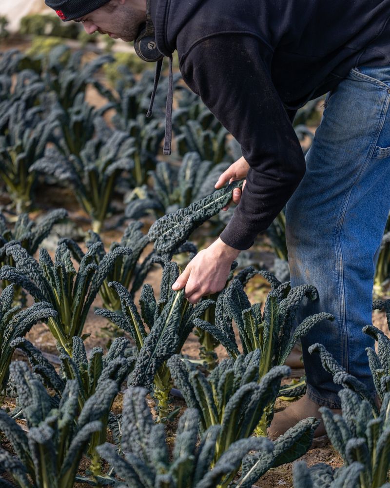 Add Kale That Thrives In Cool Temperatures