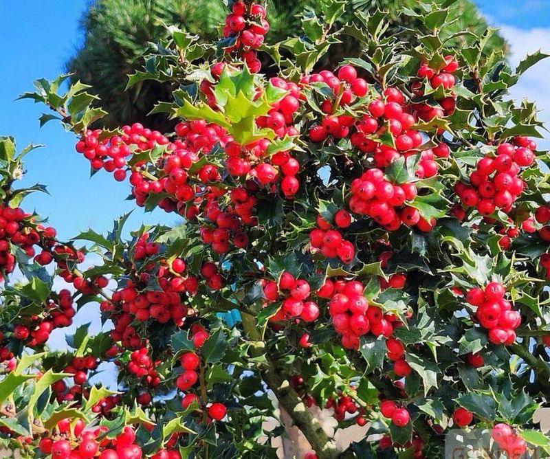American Holly Brings Year Round Coverage Without Gaps