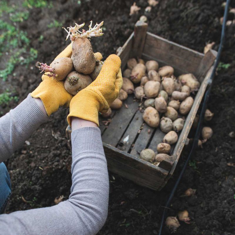 Certified Seed Potatoes Give The Crop A Stronger Start