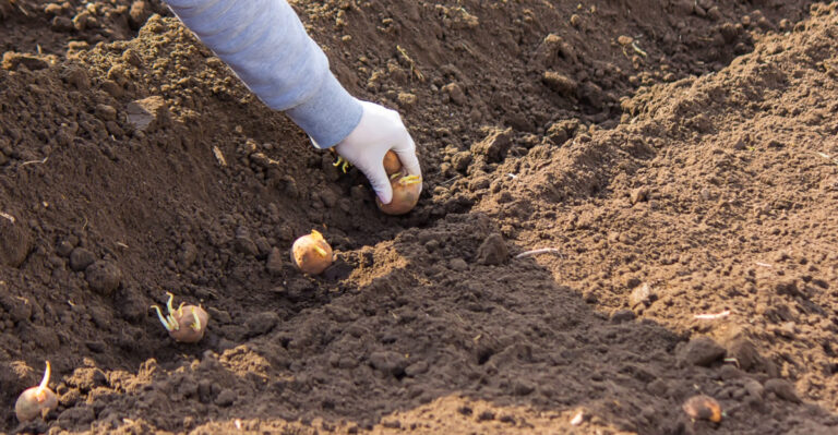 Grow More Potatoes In Your Ohio Garden With These 9 Easy Planting Tips