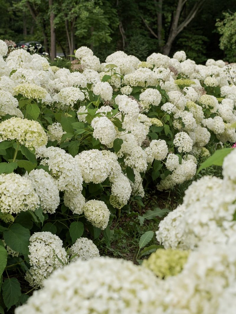 Pick Smooth Hydrangea For Reliable Summer Blooms