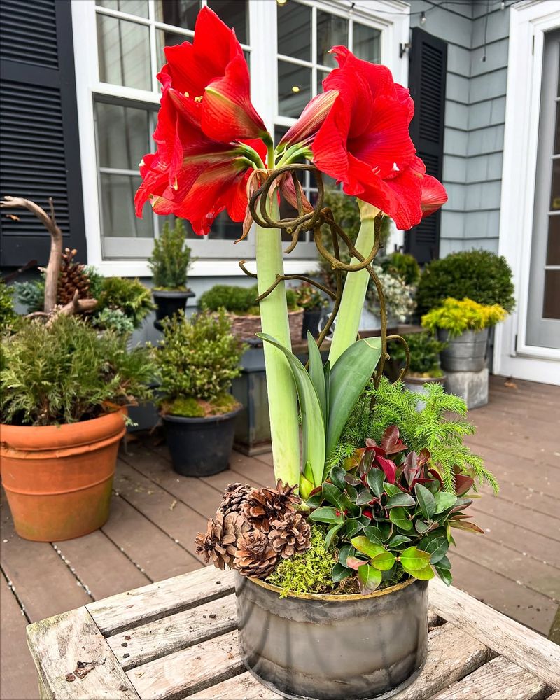 Plant Red Amaryllis For Tropical Spring Drama