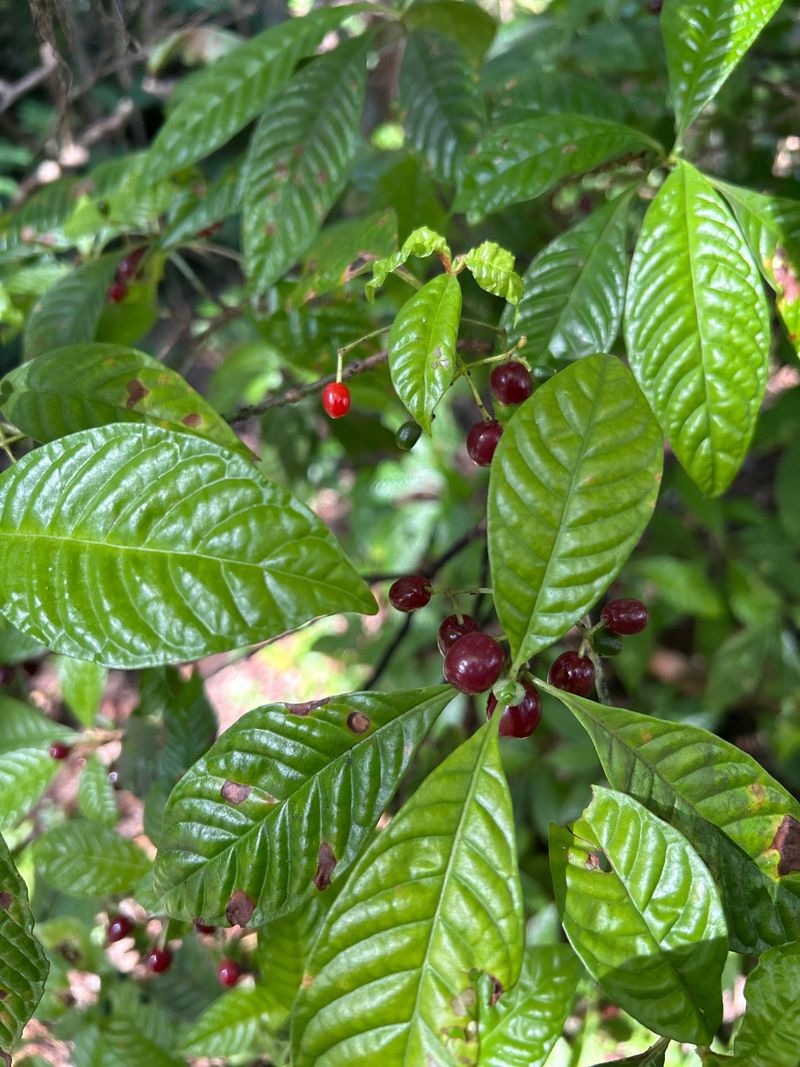 Decorate Shady Spots With Wild Coffee