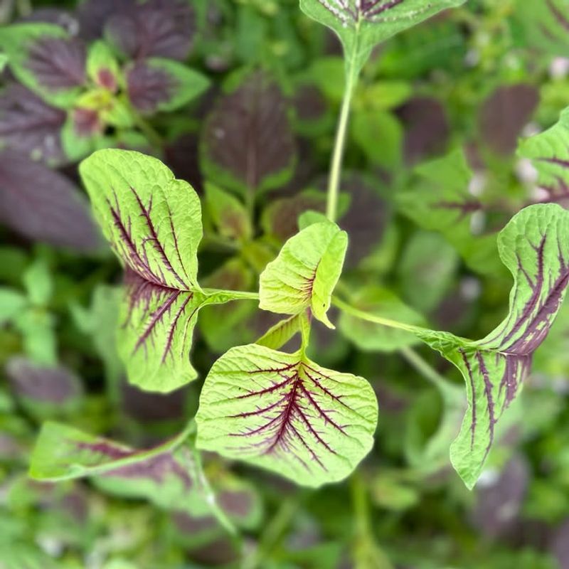 Add Calaloo For Greens That Love Humidity
