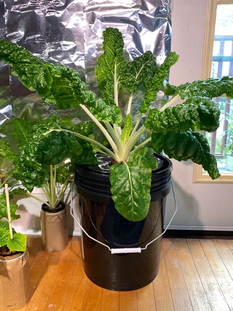 Add Bright Swiss Chard That Thrives In Water