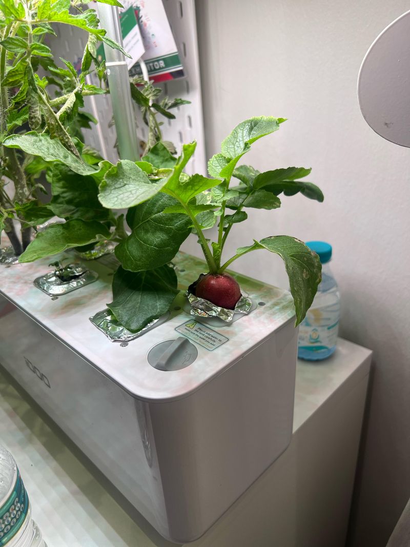 Harvest Peppery Radishes Ready For Your Next Salad