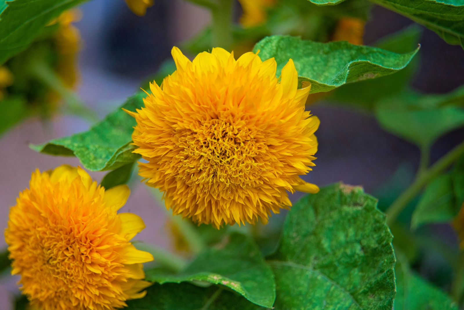 teddy bear sunflower