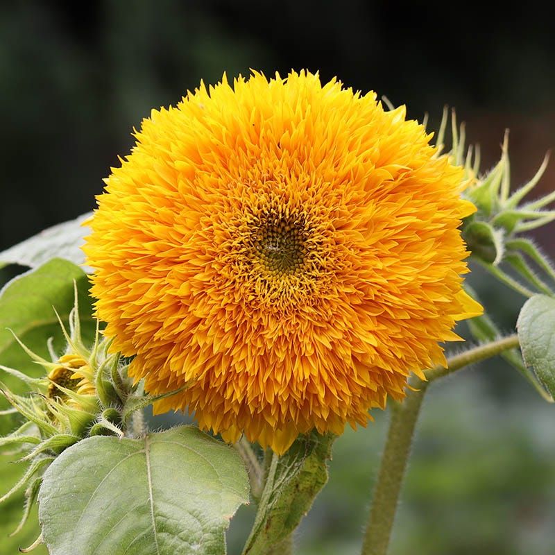 Why The Teddy Bear Sunflower Thrives In Pennsylvania