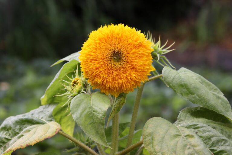 teddy bear sunflower