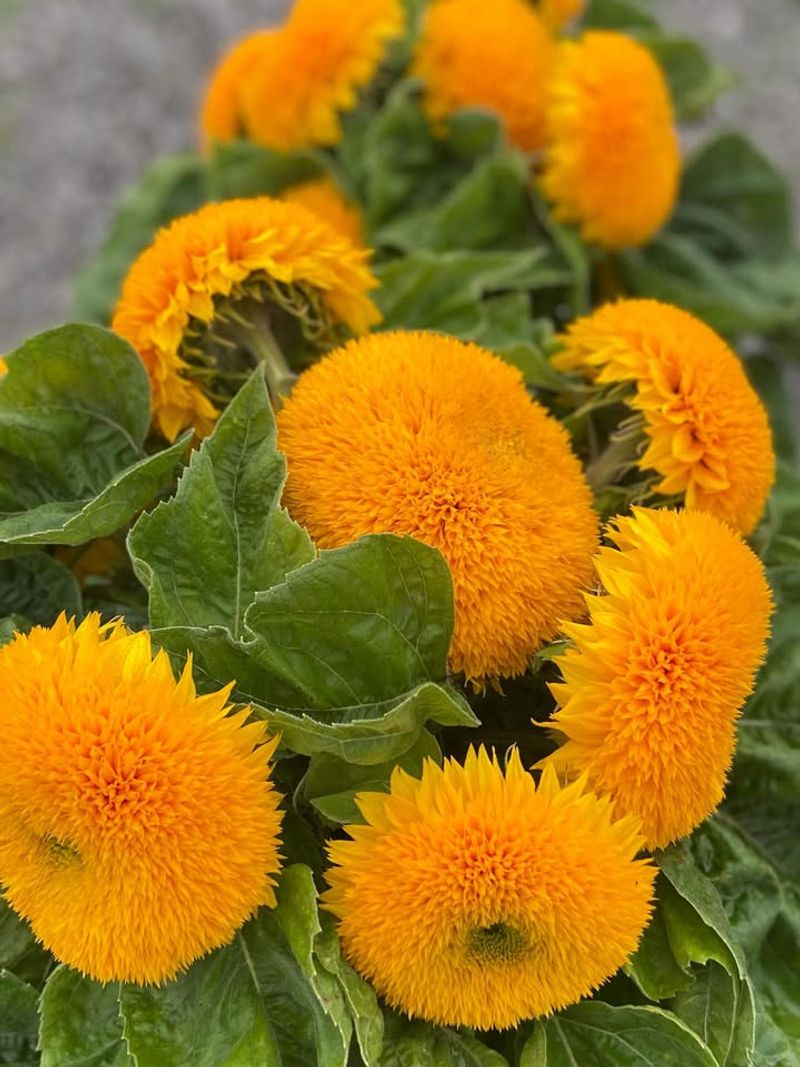 Discover The Charm Of The Teddy Bear Sunflower