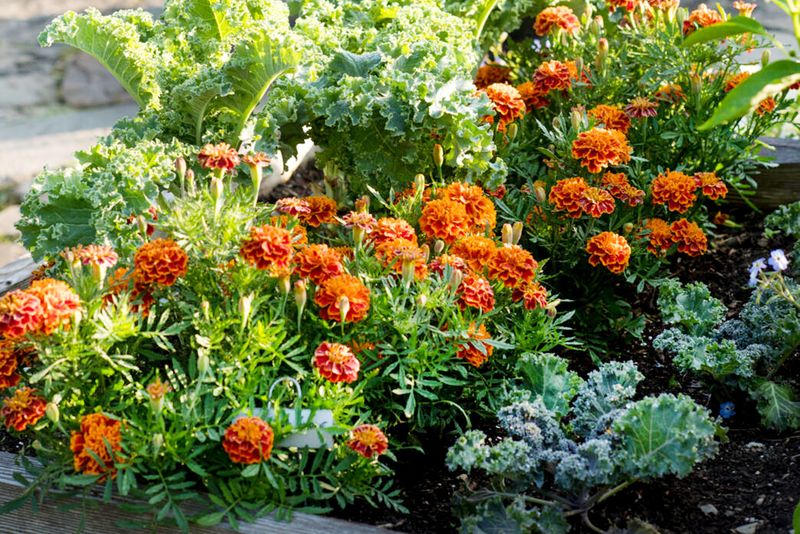 Marigolds Are Your Garden's Best Pest Bodyguard