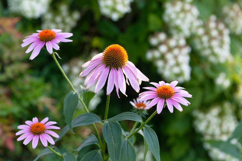 Purple Coneflower (Echinacea)