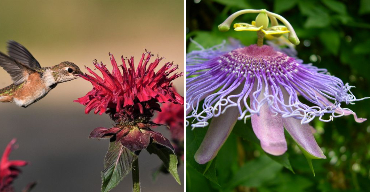 Pollinator favorites