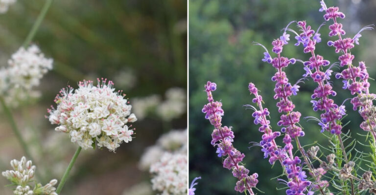 Grow These California Natives Instead Of Lavender
