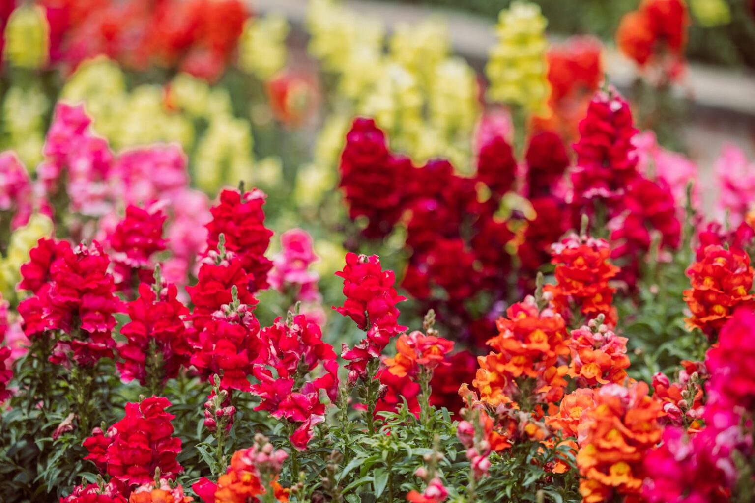 Spring During March Grow These Plants During March In Pennsylvania For Fast Color