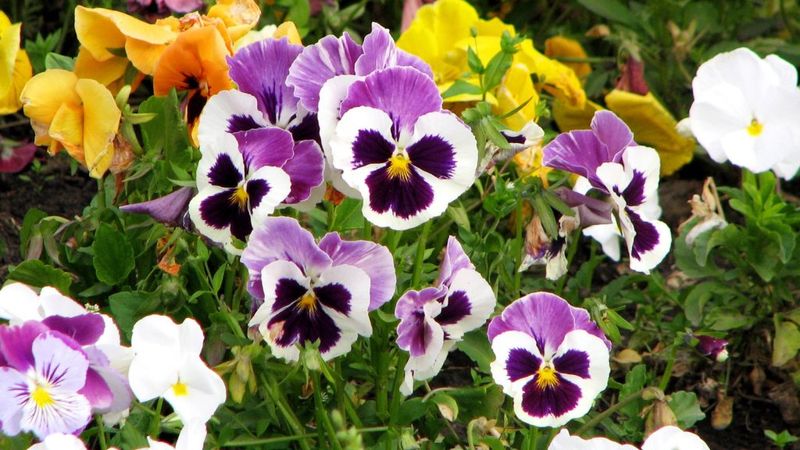 Pansies (Viola Tricolor Var. Hortensis)