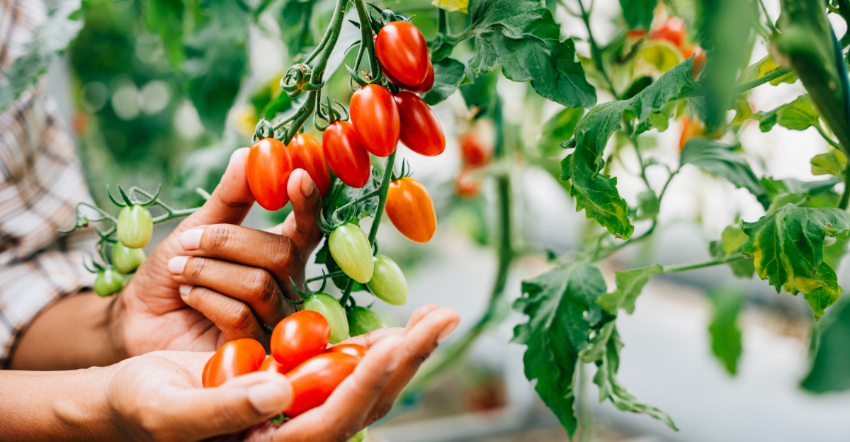 Grow Way More Food In Less Space In Texas With These 10 Vegetables