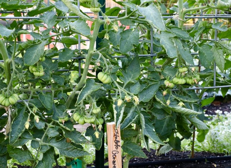 Add Tomatoes For Flavorful Backyard Favorites