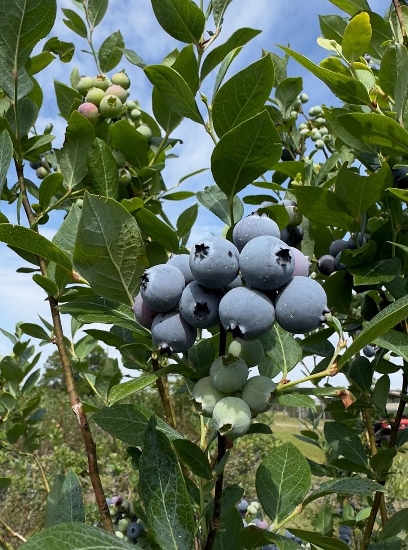 Planting Only One Blueberry Bush Instead Of Multiple Varieties