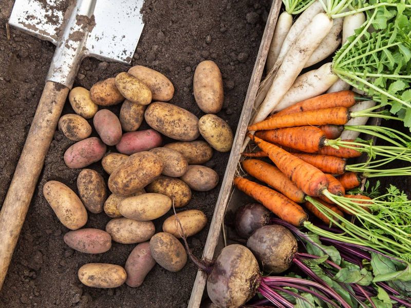 The Region Is Ideal For Root Crops Like Potatoes And Carrots
