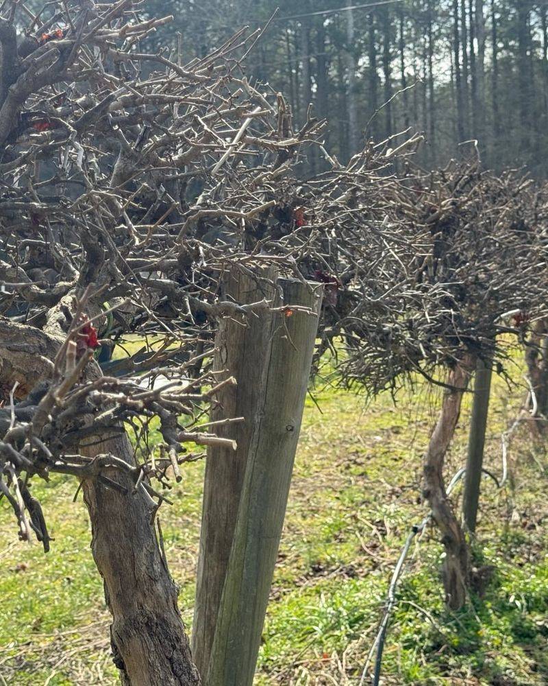 Pruning At The Wrong Time Of Year