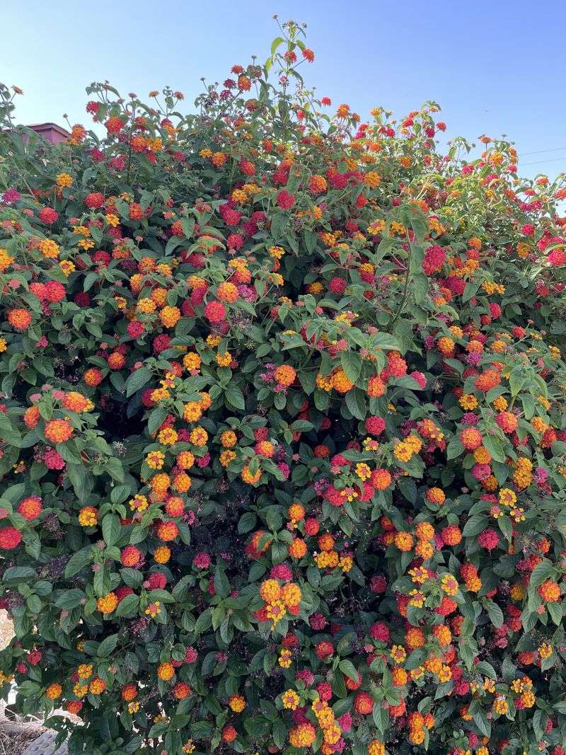 Bounces Back Quickly After A Trim