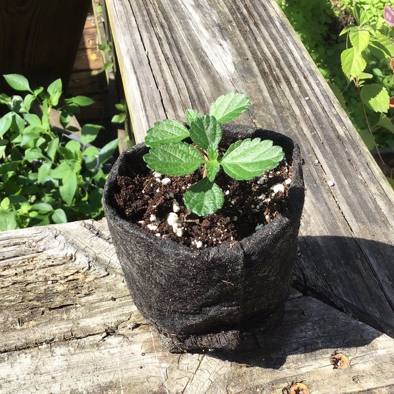 Sterile Types Can Be A Smarter Pick For Florida Yards