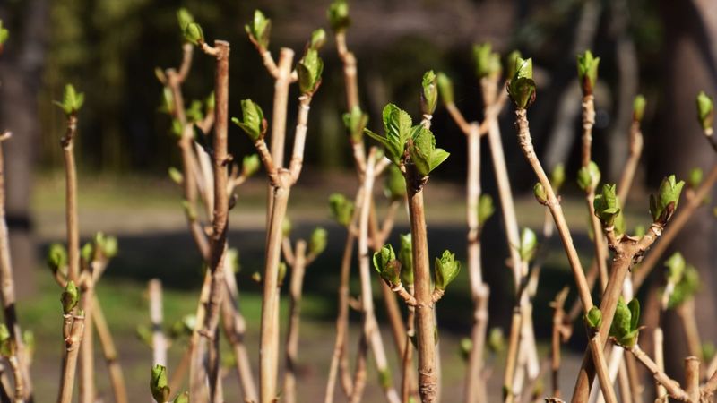 Give Weak Stems A Helping Hand