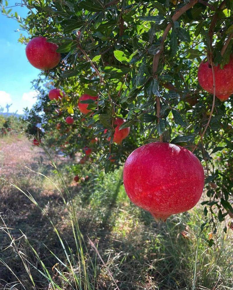 Pomegranate Made For Hot Dry California Summers