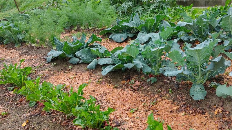 Optimizes Watering And Mulching Strategies
