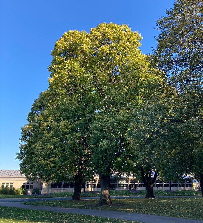 American Basswood Attracting Busy Pollinators