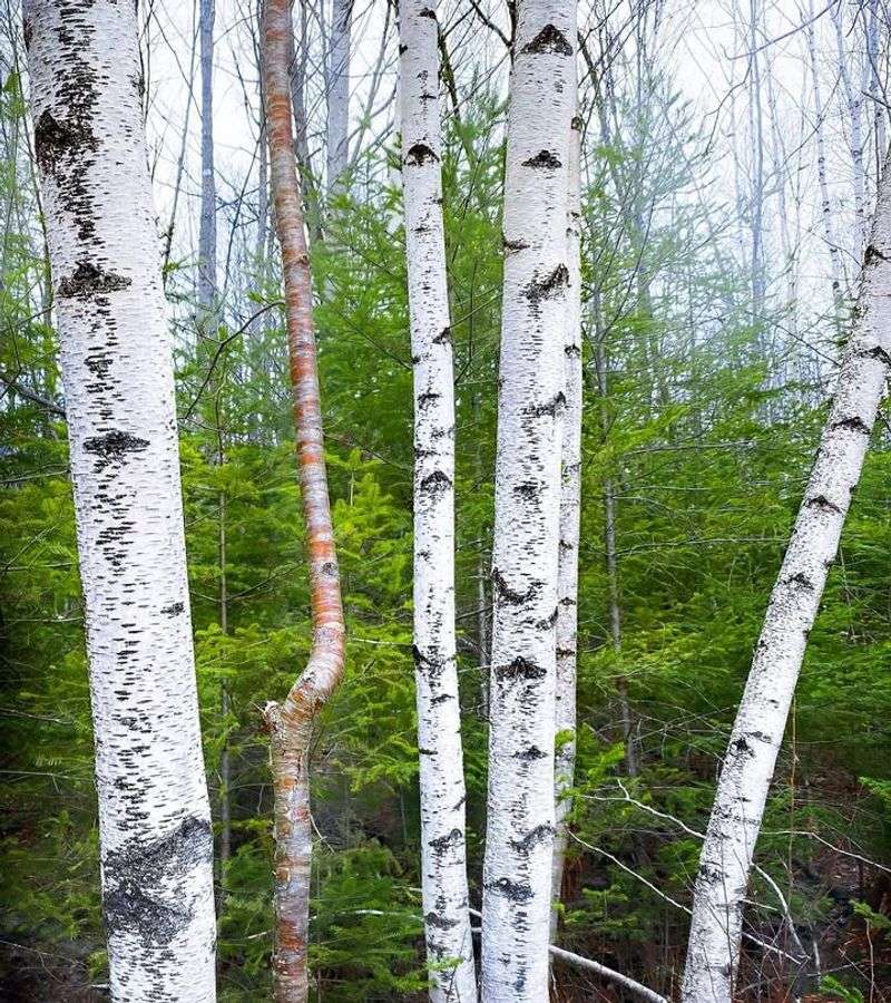 Paper Birch
