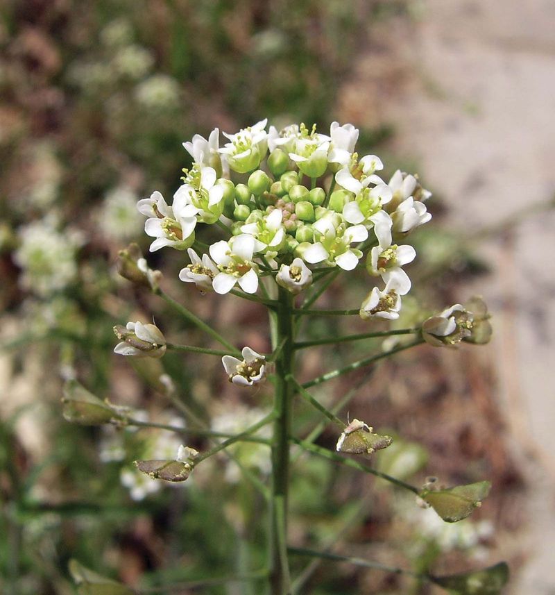 Shepherd's Purse (Capsella bursa-pastoris)