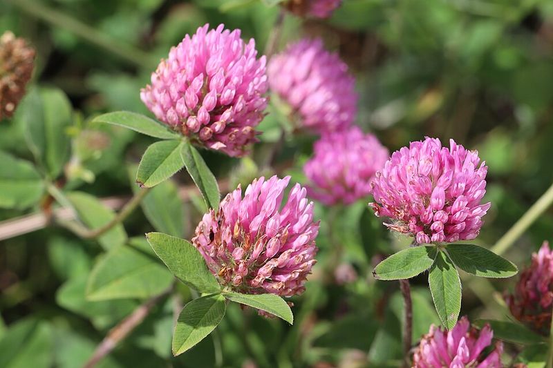 Red Clover Improves Soil Nitrogen With Fast Growing Biomass