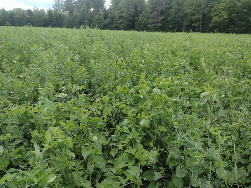 Field Peas Add Nitrogen And Early Season Biomass